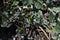 Beach vitex (Vitex rotundifolia) fruits. Lamiaceae evergreen shrub beach plants.