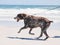 Beach, walking and dog on leash by ocean for freedom, adventure and fresh air in nature. Happy pet, healthy animal and