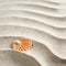Beach white sand pearl shell macro