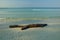 Beach and white sand and wood