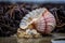 beachcomber finds beautiful shell amidst the sand and seaweed