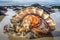 beachcomber finds beautiful shell amidst the sand and seaweed