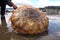 beachcomber finds perfectly preserved jellyfish in shallow tide pool