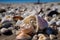 beachcomber finds a rare and beautiful shell among the typical shells on the beach