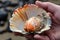 beachcomber finds a rare and beautiful shell among the typical shells on the beach