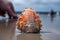 beachcomber finds rare shell in the sand, with close-up view