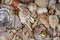 Beachcombing - Seashell Collection