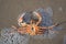 Beached crab at Dutch Northsea coast