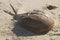 Beached Horseshoe Crab