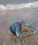 Beached jellyfish Belgian coast
