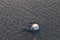 Beached sand dollar at low tide