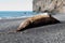 Beached whale in Iceland