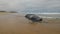 Beached young sperm whale - view from the tail