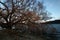 Beachfront leafless tree at dawn in winter