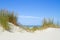 Beachgrass on dunes