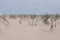 Beachgrass growing on sand dune