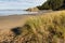 Beachgrass growing on sandy beach