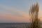 Beachgrass swaying in the wind with beautiful beach and ocean landscape at sunrise