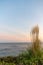 Beachgrass swaying in the wind with beautiful beach and ocean landscape at sunrise