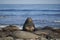 Beachmaster Southern Elephant Seal  in the Falkland Islands