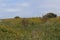 Beachside cliffs covered in Wild Flowers.