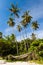 Beachside palm trees against blue sky