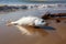 Beachside solitude dead fish on the shore, waves in background