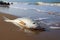 Beachside solitude dead fish on the shore, waves in background