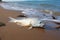 Beachside solitude dead fish on the shore, waves in background