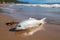 Beachside solitude dead fish on the shore, waves in background