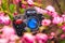 A bead brooch in the shape of a camera. Handmade brooch on the background of blooming sakura cherry closeup and copy space.