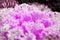 Bead purple cauliflower