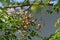 Bead tree flowers