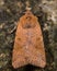 Beaded chestnut moth (Agrochola lychnidis)