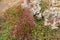 Beaded Glasswort, salt marsh plant, growing on coastal sea cliff