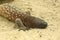 Beaded lizard