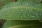 Beaded Water Collected on Large Leaf