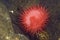 Beadlet Anemone - Actinia equina