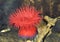 Beadlet Anemone - Actinia equina