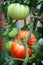 Beafsteak tomatoes growing on the vine.