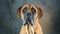Beagador Dog Portrait with Intense Gaze in Studio