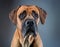 Beagador Dog Portrait with Intense Gaze in Studio