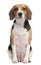 Beagle, 2 years old, sitting in front of white background