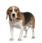 Beagle, 3 years old, standing