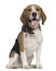 Beagle, 5 years old, sitting in front of white background