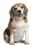 Beagle, 7 years old, sitting in front of white background