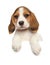 Beagle above banner on a white background