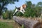 beagle in action, jumping over obstacle on scent trail