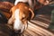 A beagle adult dog sleeping on a cozy bedding.