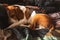 A beagle adult dog sleeping on a cozy bedding.